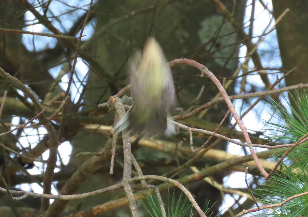 Yellow-rumped Warbler - ML264243541