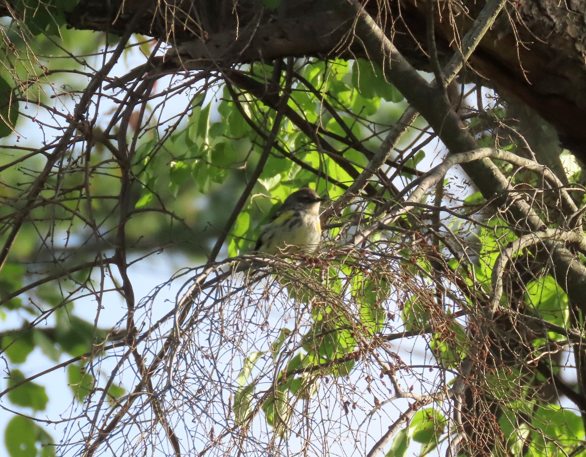 Yellow-rumped Warbler - ML264243551