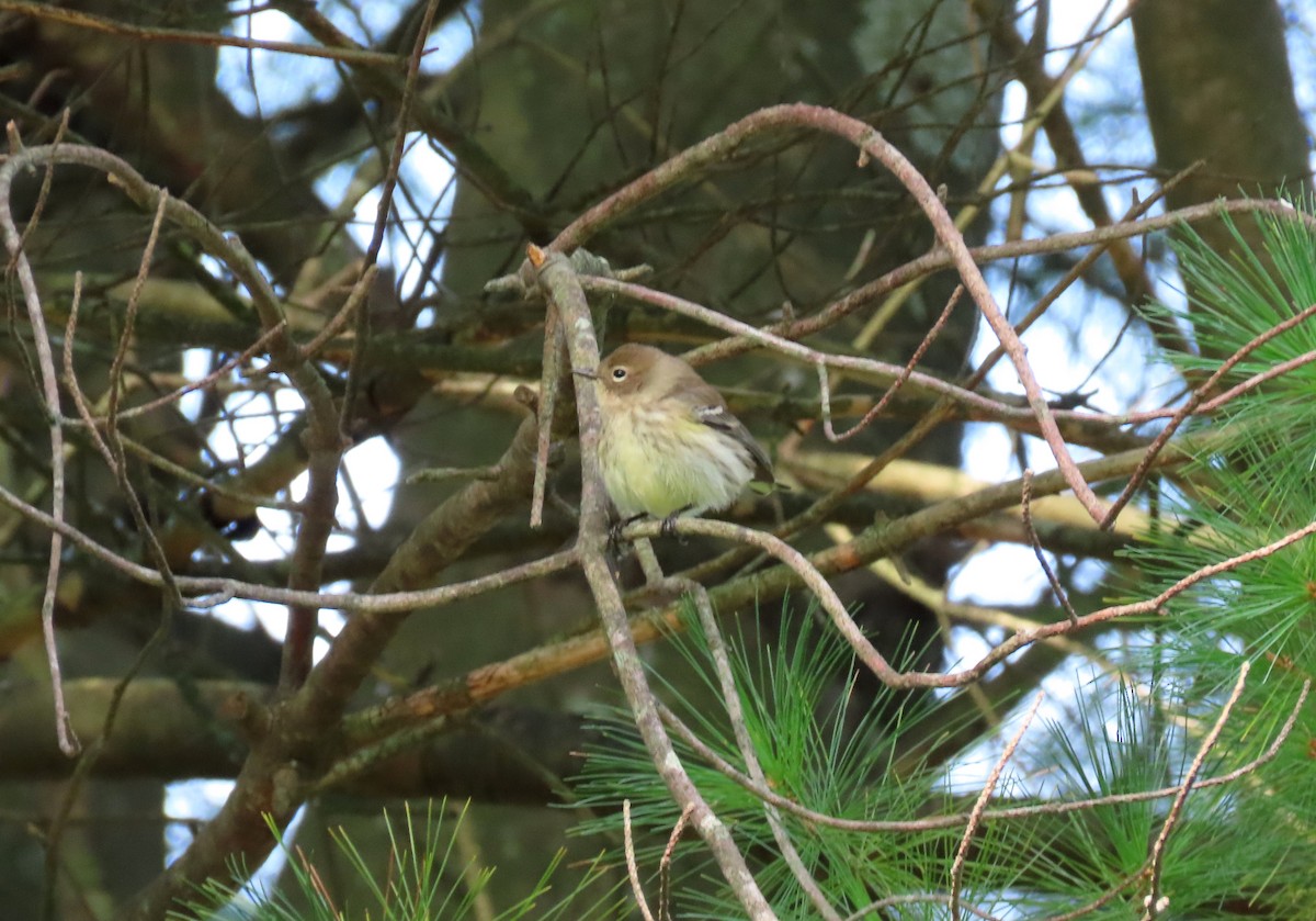 Yellow-rumped Warbler - ML264243561