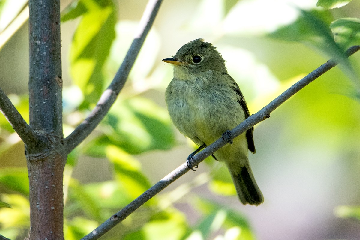 Yellow-bellied Flycatcher - Sue Barth