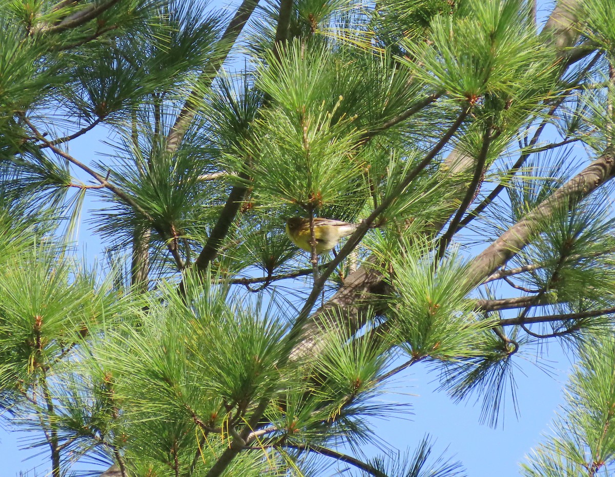 Common Yellowthroat - ML264243991