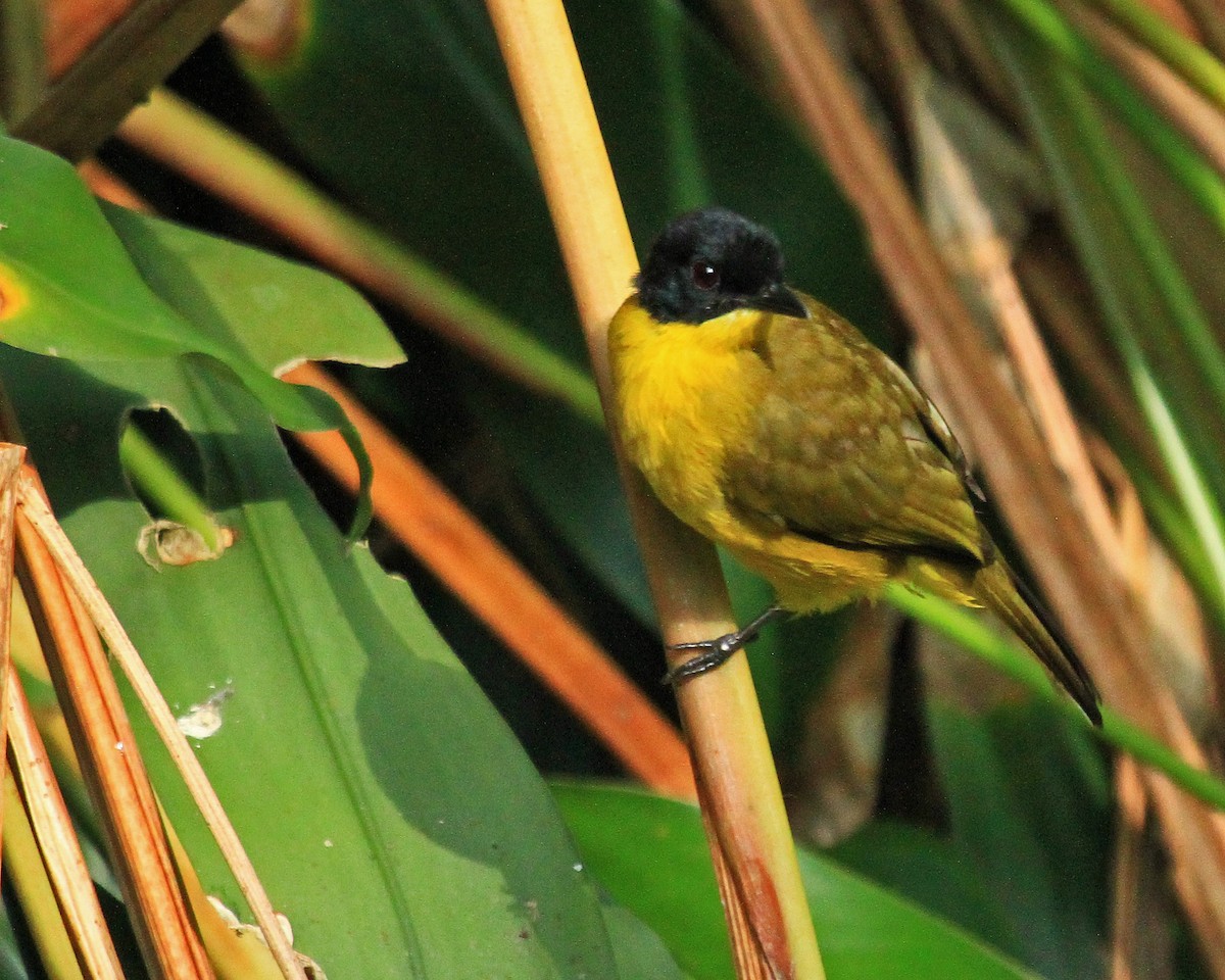 Black-capped Bulbul - ML26424771