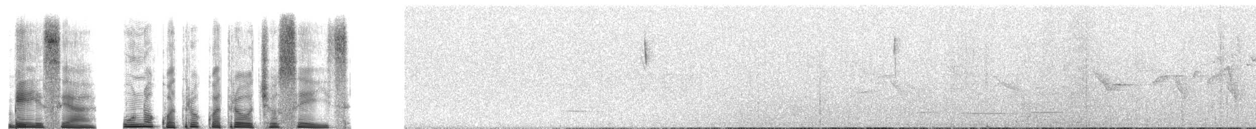 tanımsız Grallaria sp. - ML264248