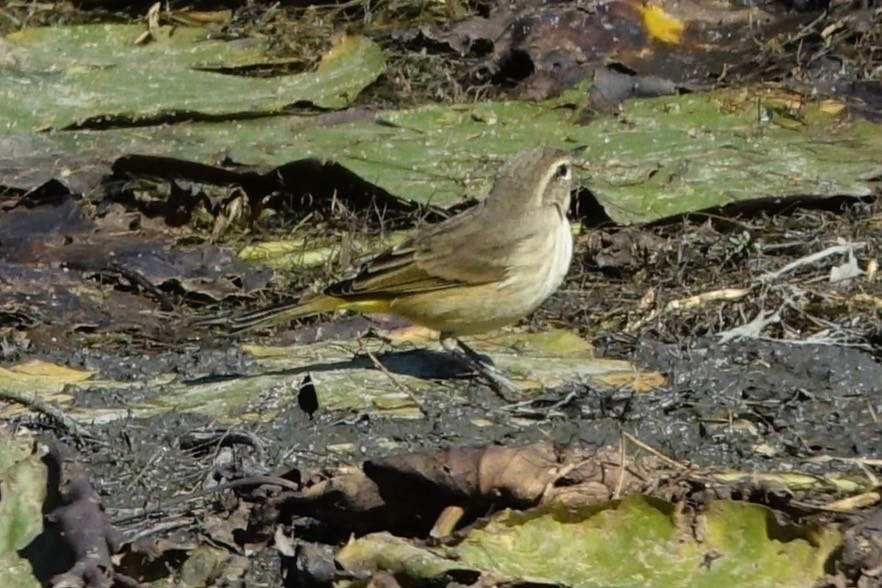 Palm Warbler - Elaine Marie