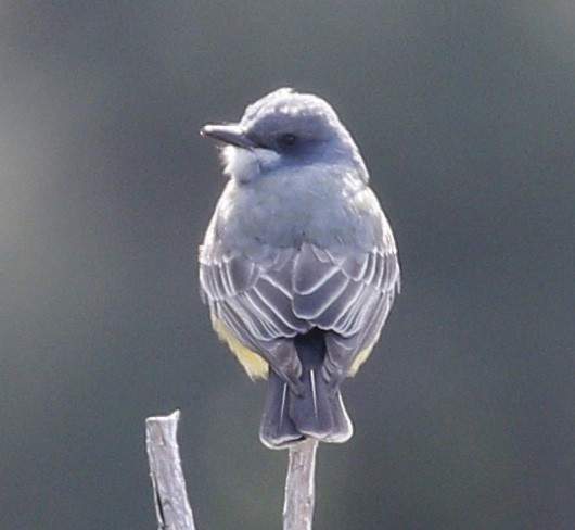 Cassin's Kingbird - Laura Ellis