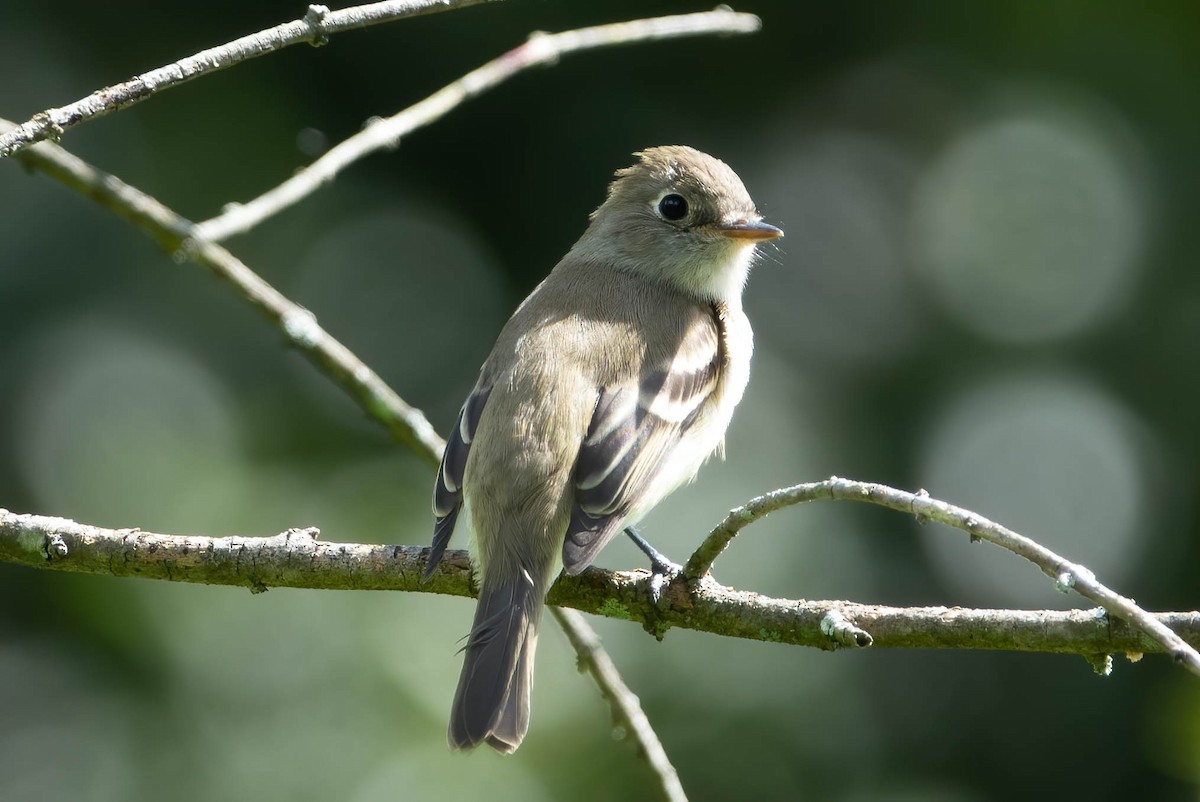 Least Flycatcher - ML264259901