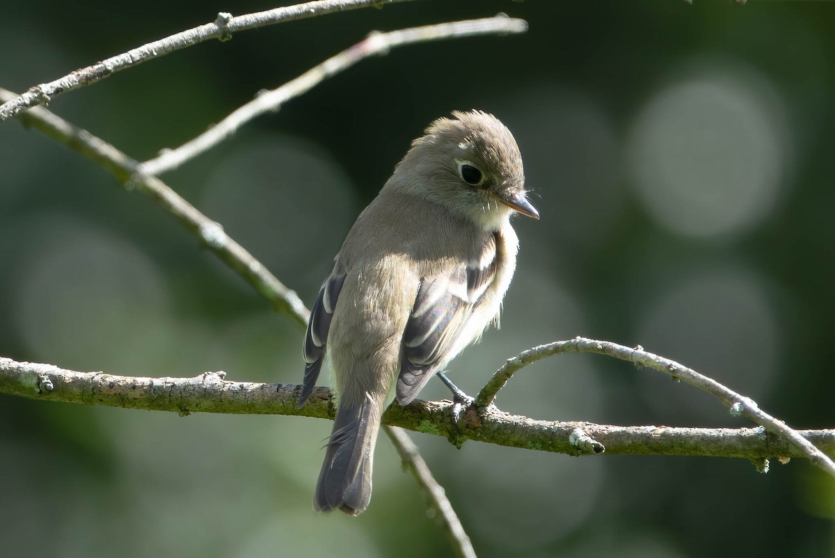 Least Flycatcher - ML264259911