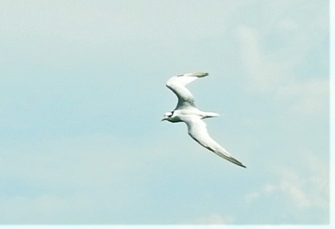 Sandwich Tern - elwood bracey