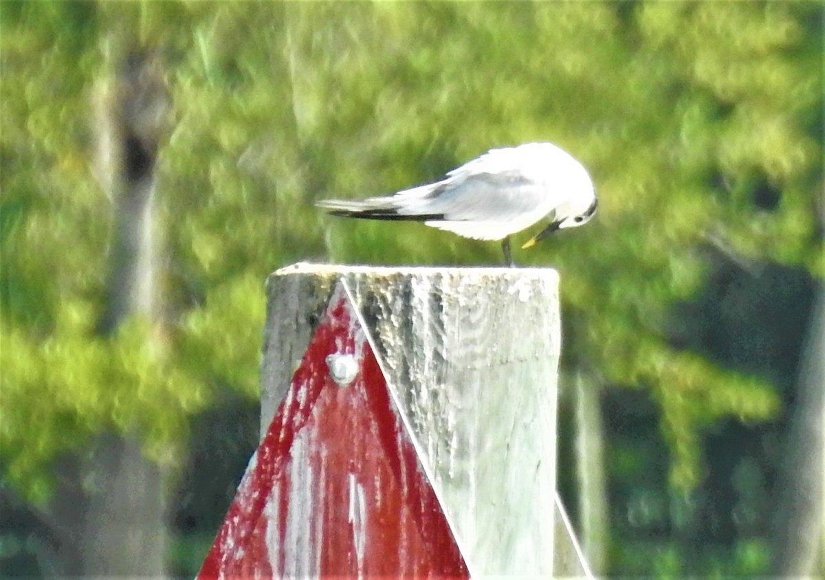 Sandwich Tern - ML264260901