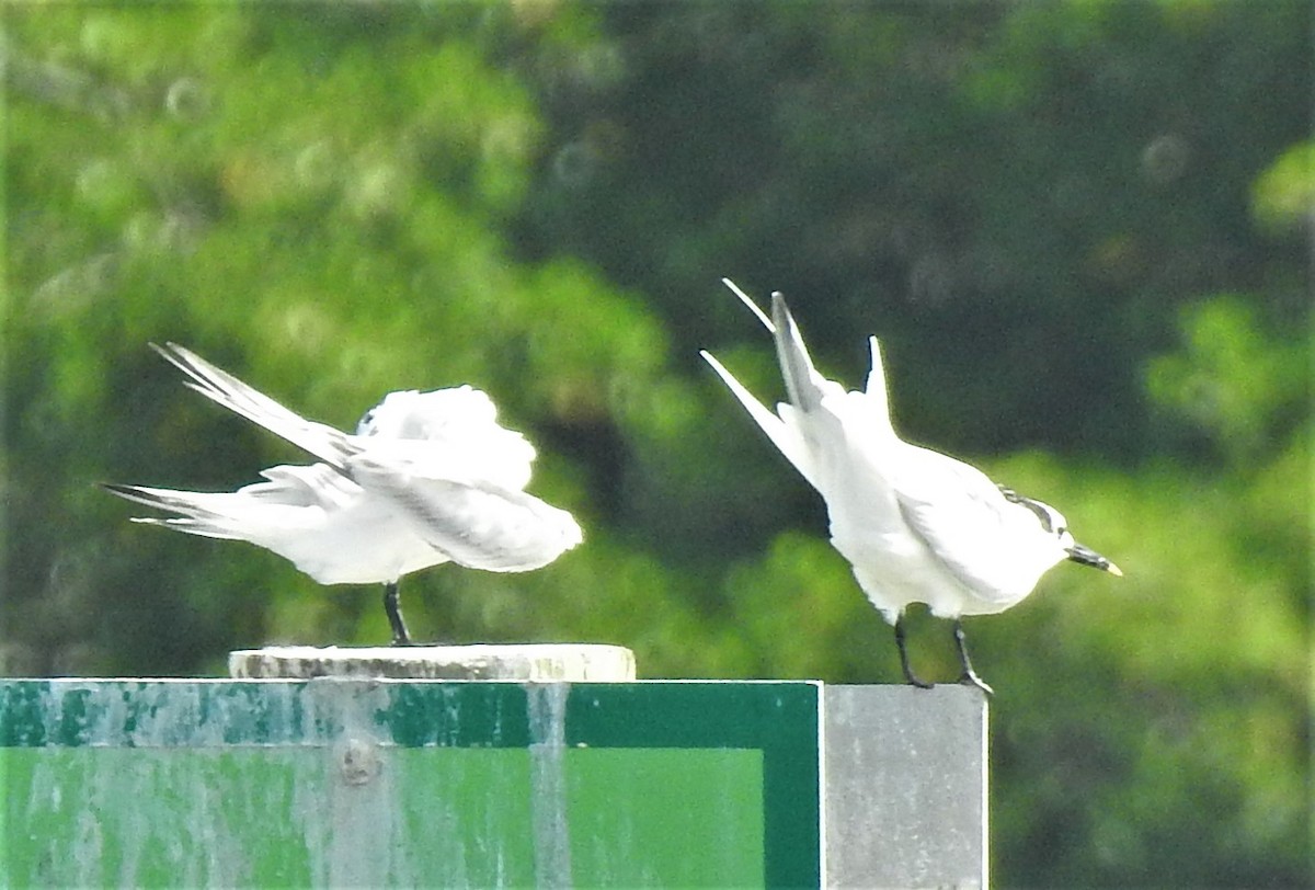 Sandwich Tern - ML264260911