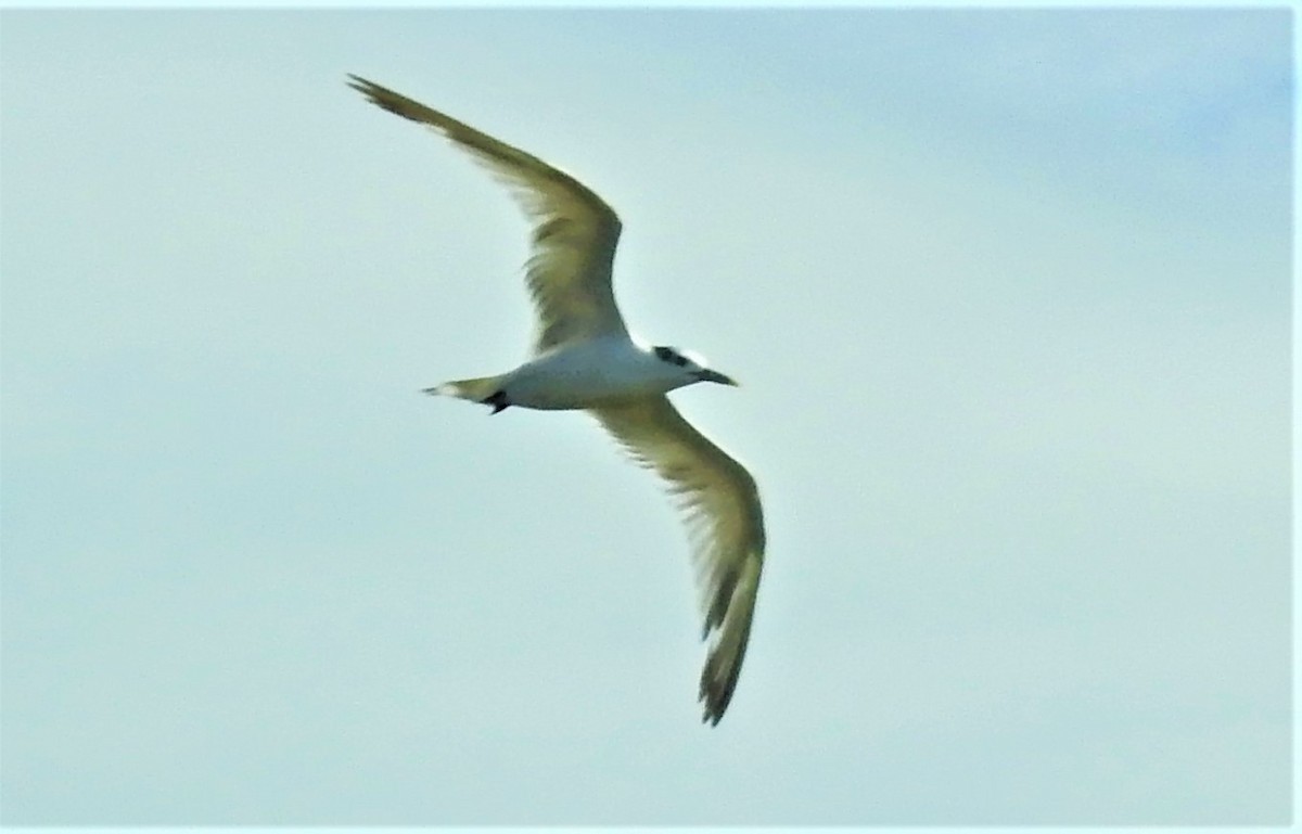 Sandwich Tern - elwood bracey