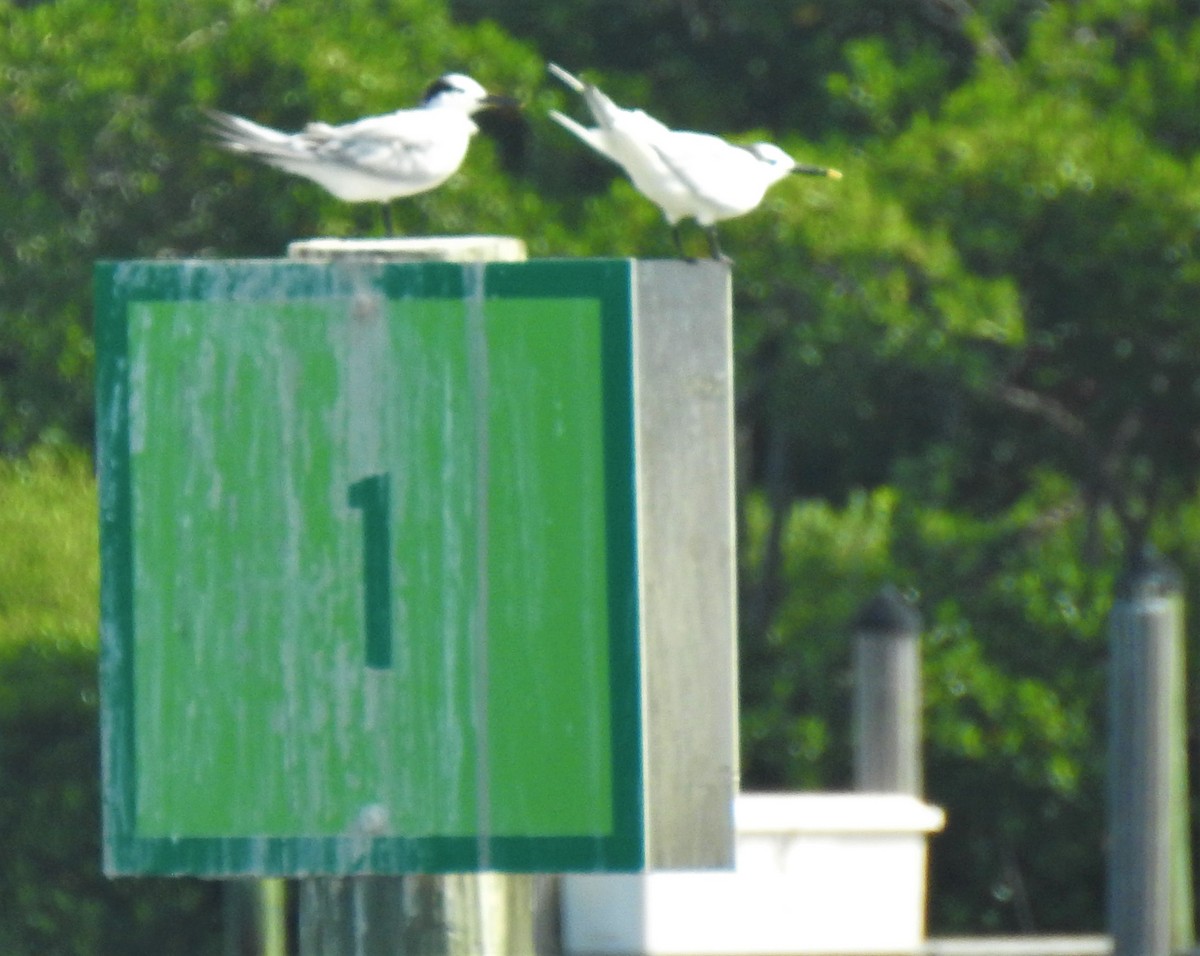 Sandwich Tern - ML264260971