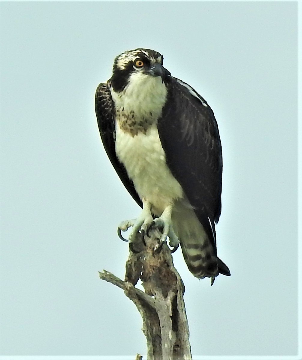 Águila Pescadora - ML264261551