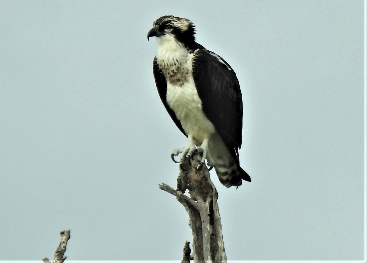 Águila Pescadora - ML264261611