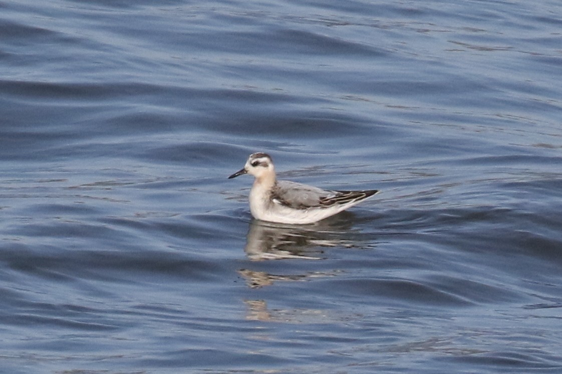 Red Phalarope - ML264261651