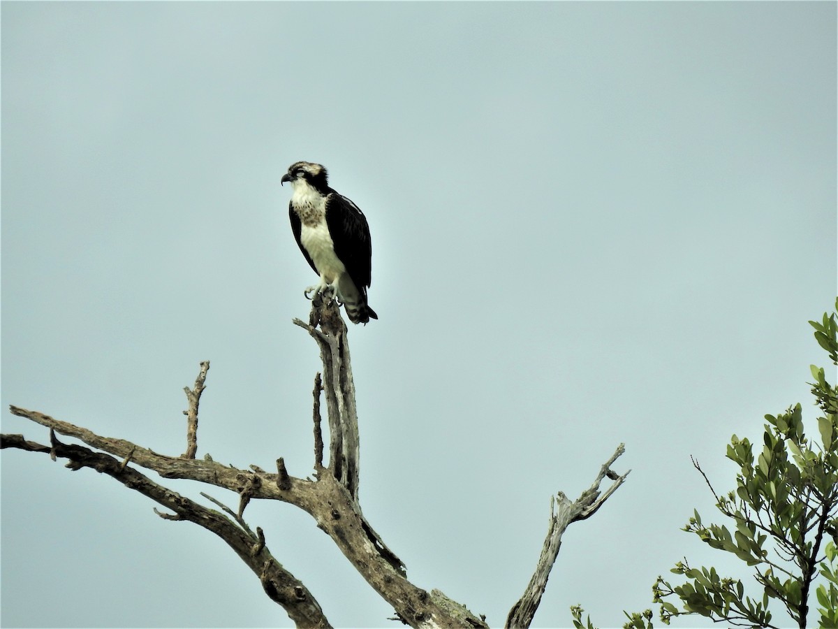 Águila Pescadora - ML264261701