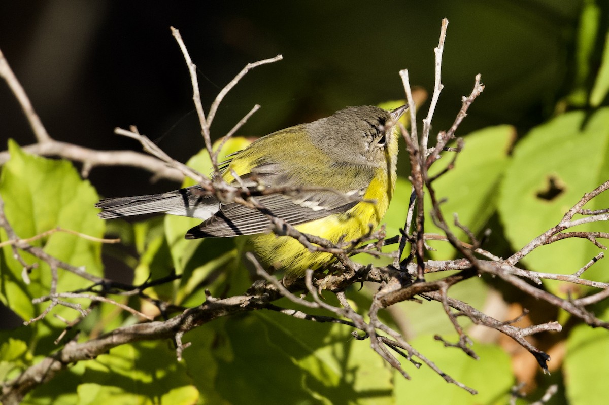 Magnolia Warbler - ML264262371