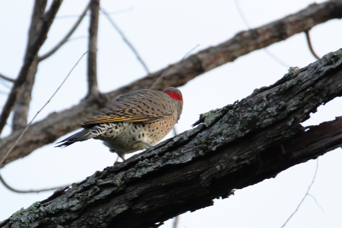 Northern Flicker (Yellow-shafted) - ML264263211