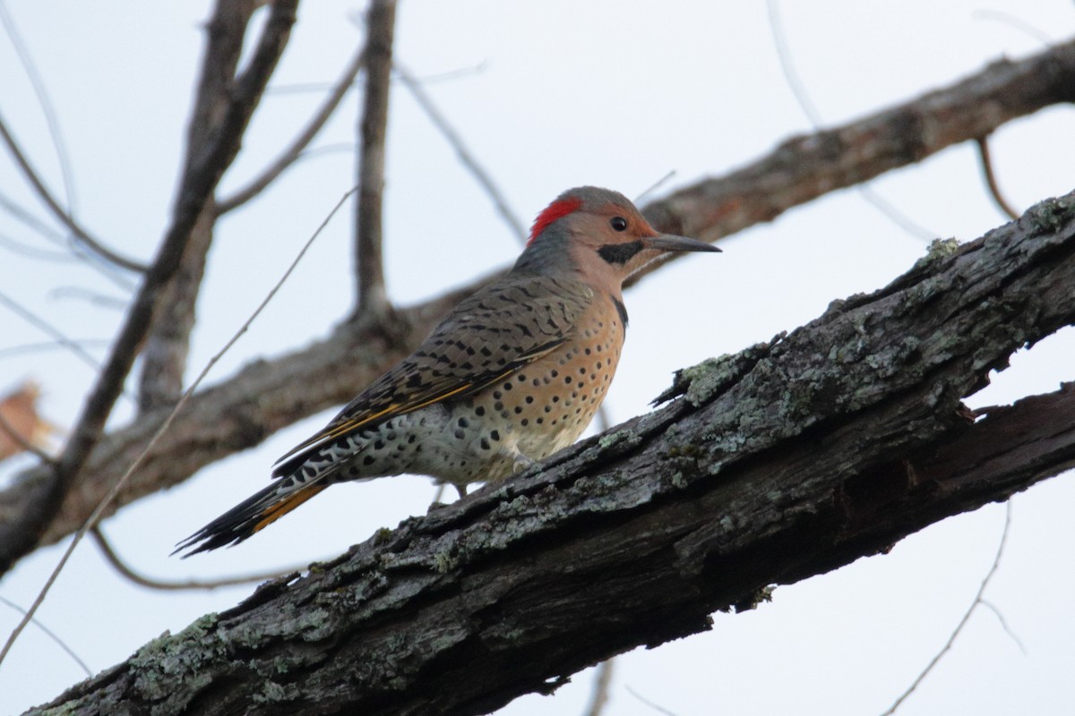 Northern Flicker (Yellow-shafted) - ML264263241