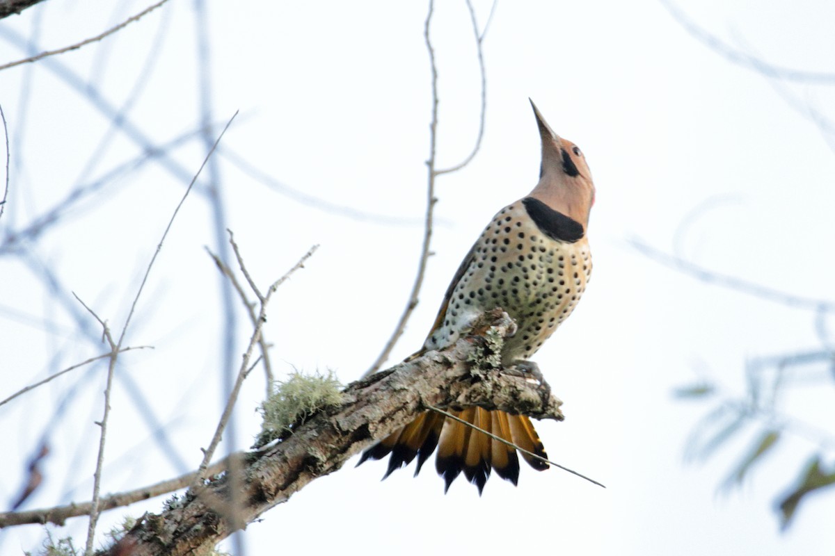 Northern Flicker (Yellow-shafted) - ML264263251