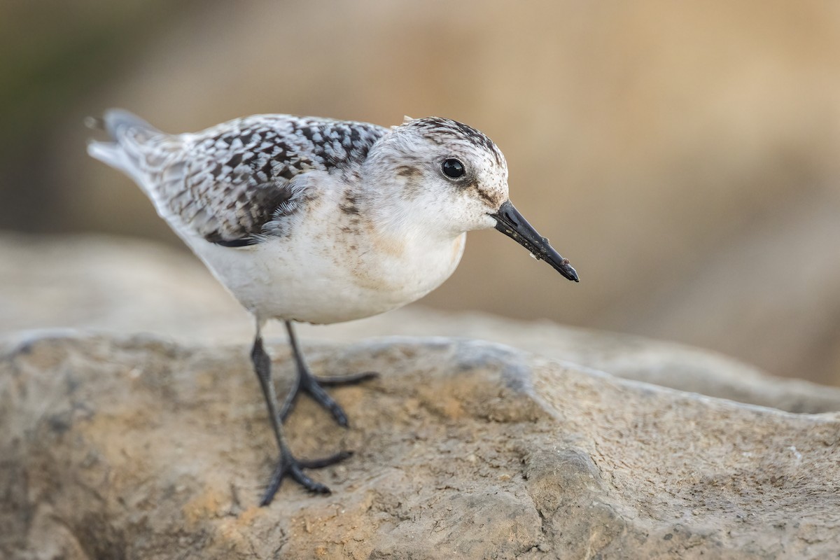 Sanderling - ML264264391