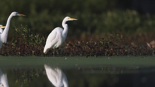 Great Egret - ML264264451