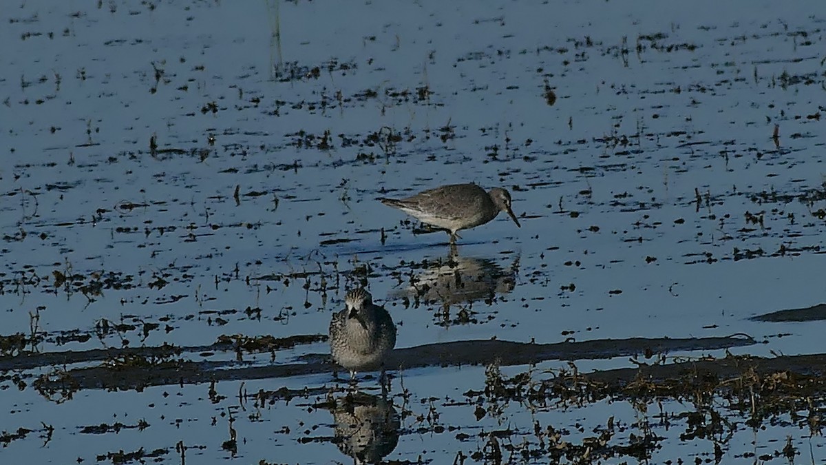 Red Knot - ML264264761