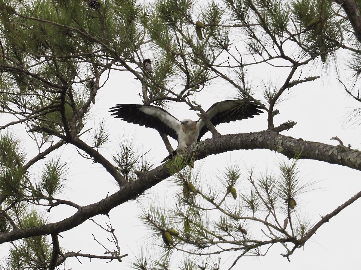 Swallow-tailed Kite - ML264266051