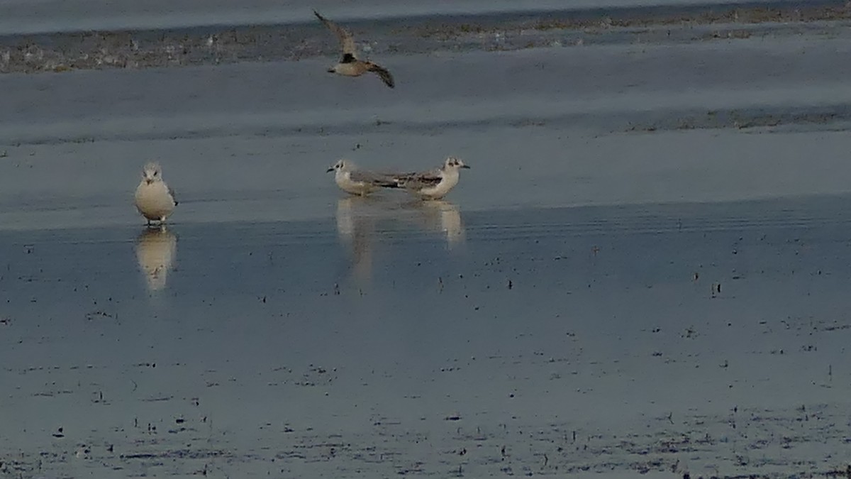 Bonaparte's Gull - ML264266231