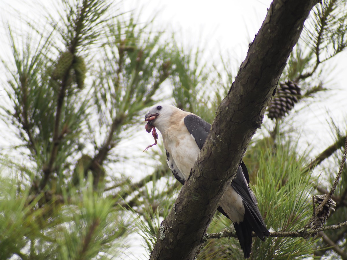 Swallow-tailed Kite - ML264266301