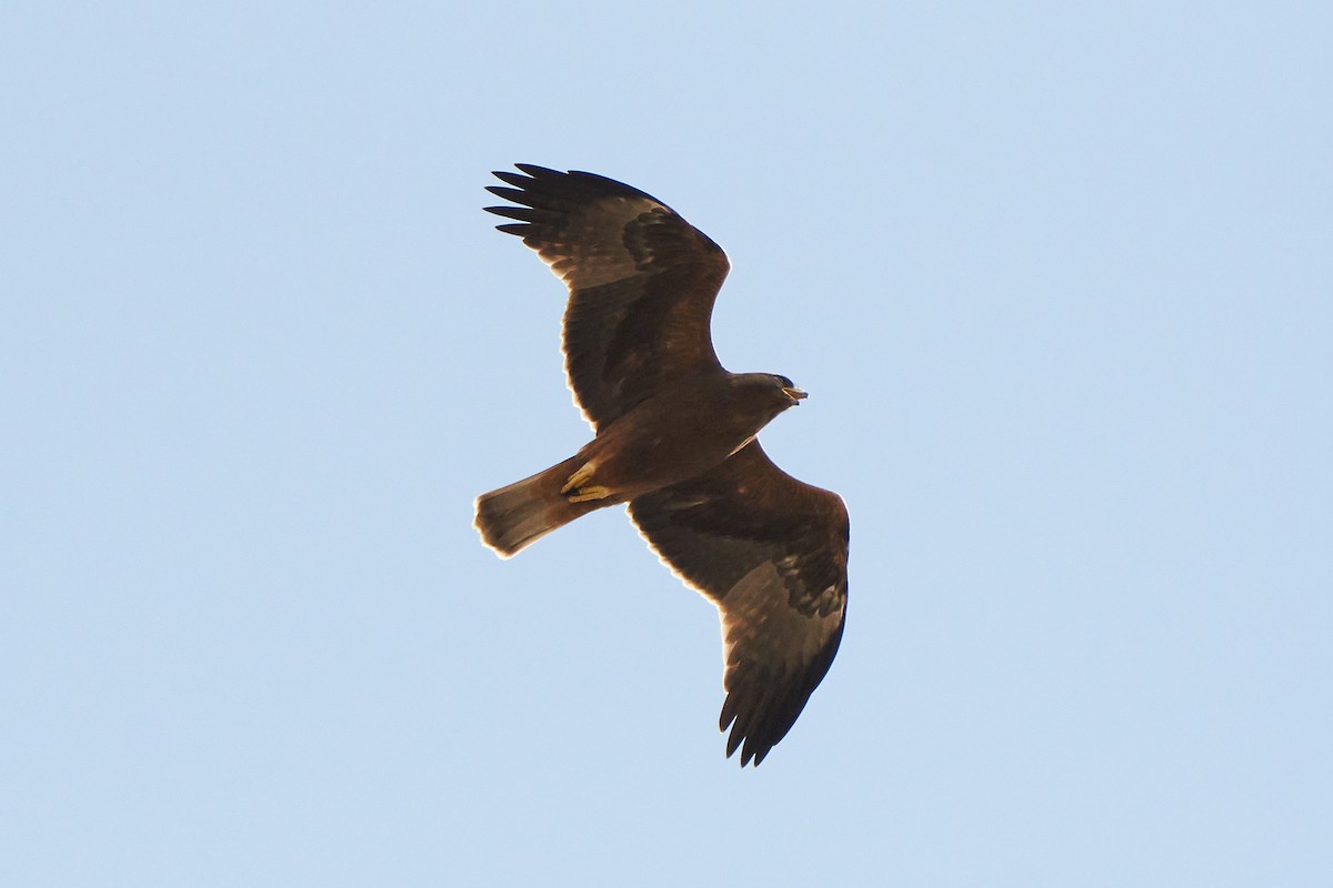 Booted Eagle - Miguel Rouco