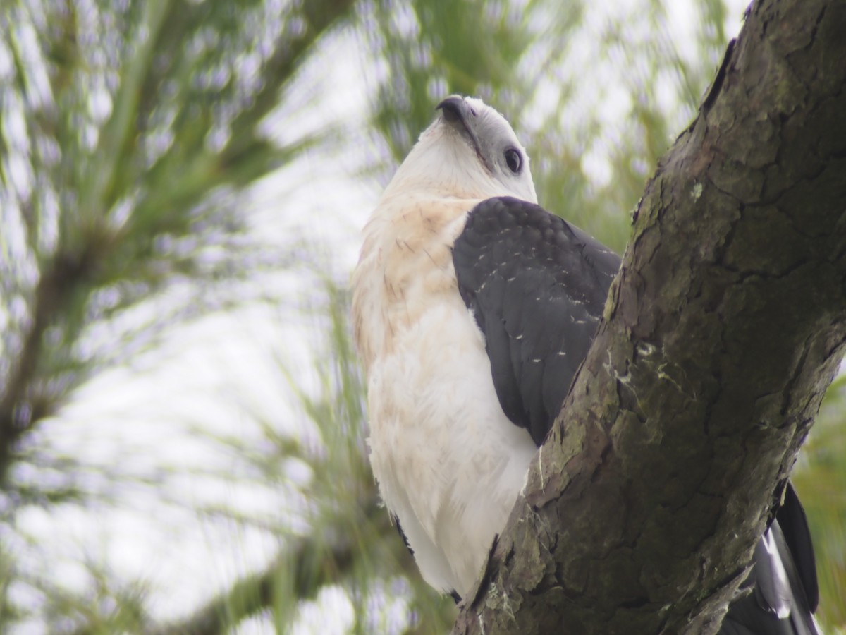 Swallow-tailed Kite - ML264266511