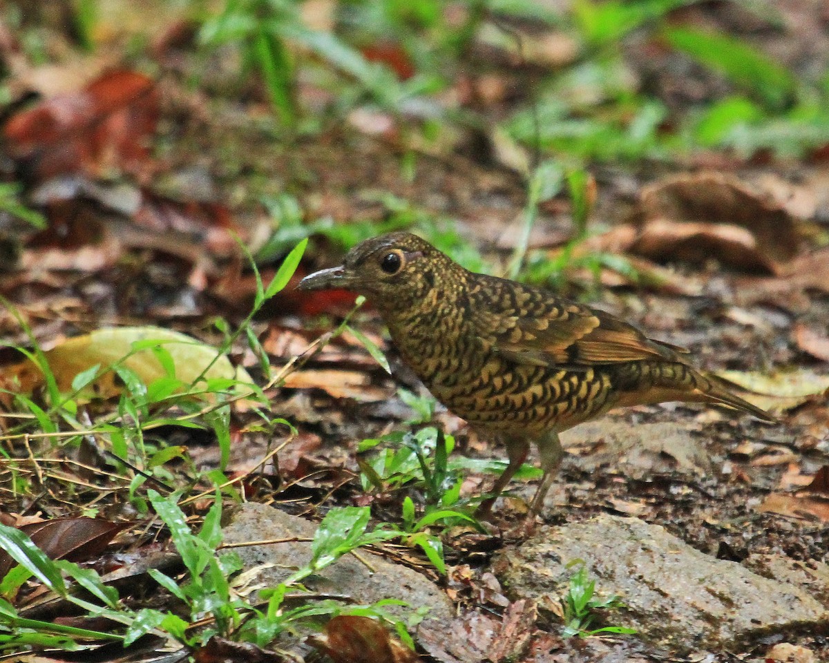 Sri Lanka Thrush - Carl Poldrack