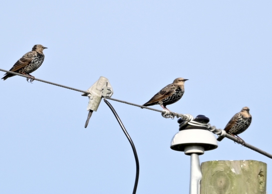 European Starling - Joe Wujcik