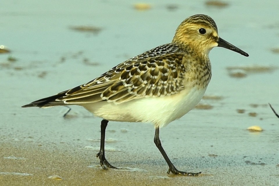 Baird's Sandpiper - ML264268591