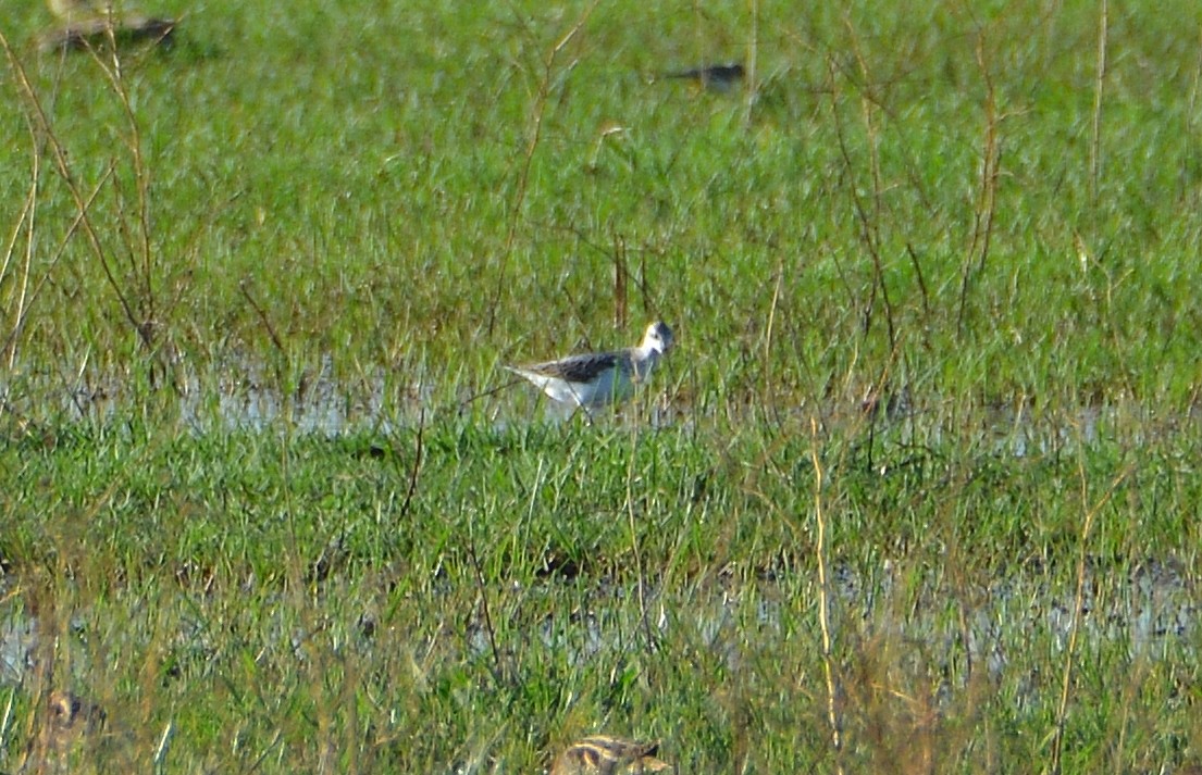 Marsh Sandpiper - ML264268981