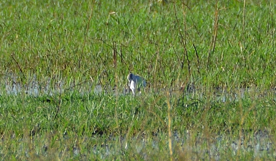 Marsh Sandpiper - ML264269001