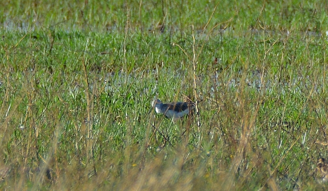 Marsh Sandpiper - ML264269021