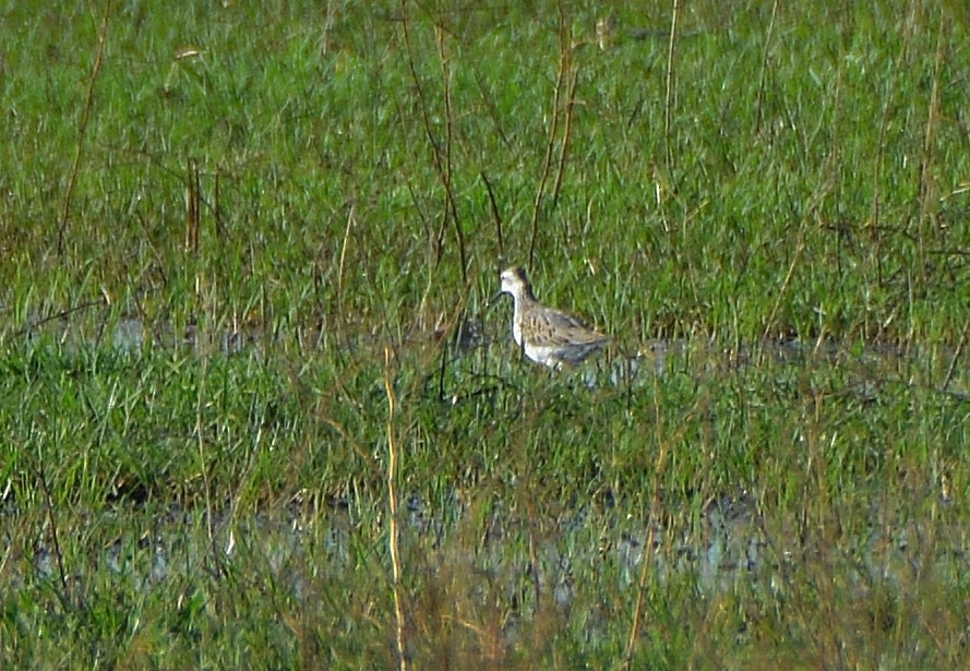 Marsh Sandpiper - ML264269041