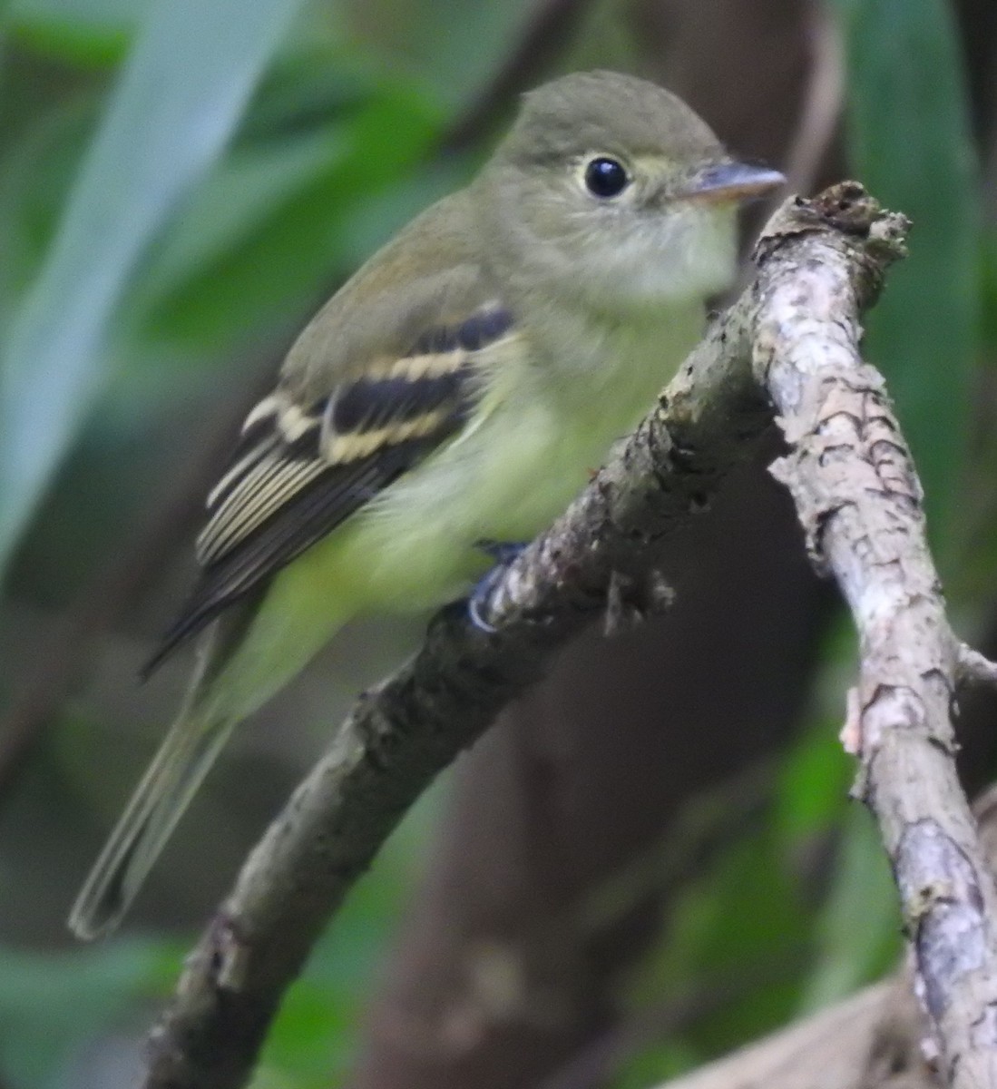 Acadian Flycatcher - Daniel Lane