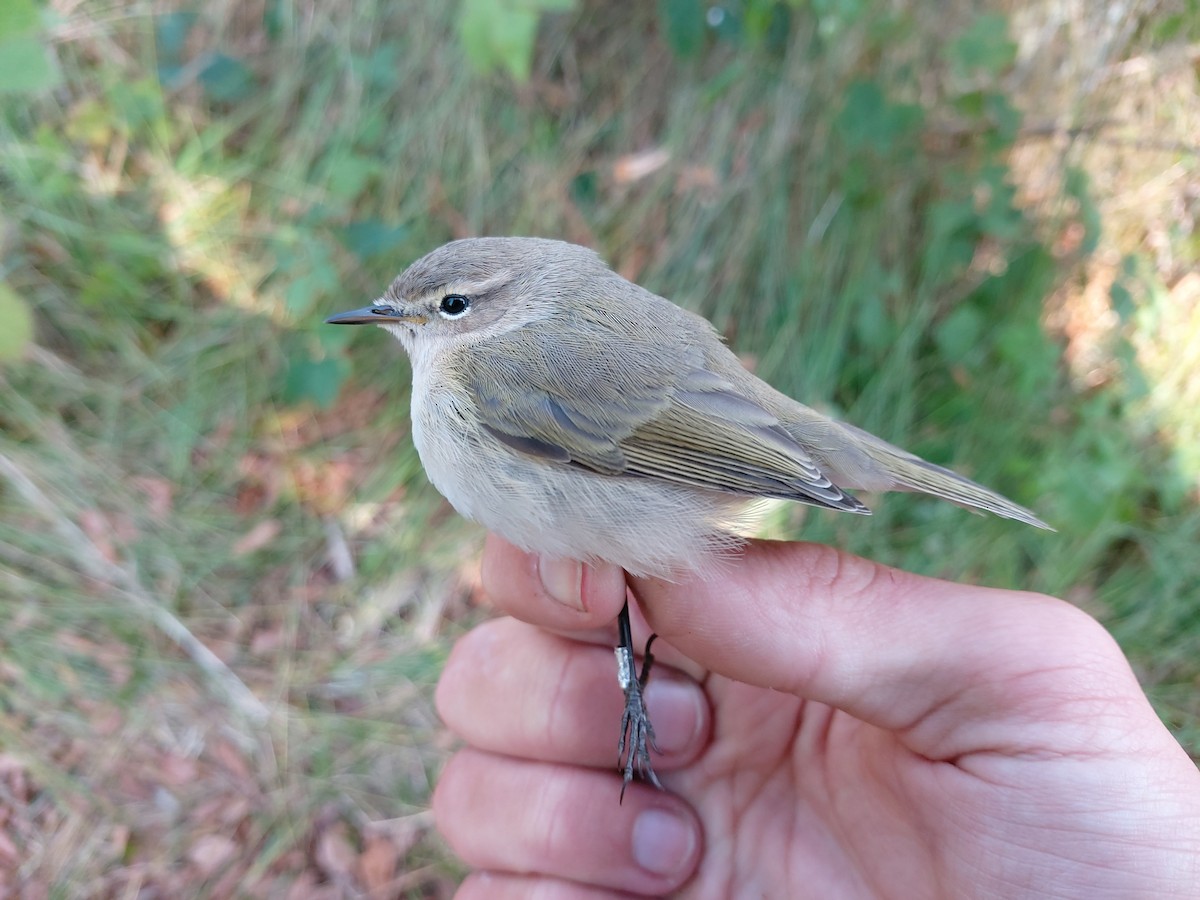 チフチャフ（tristis） - ML264270301