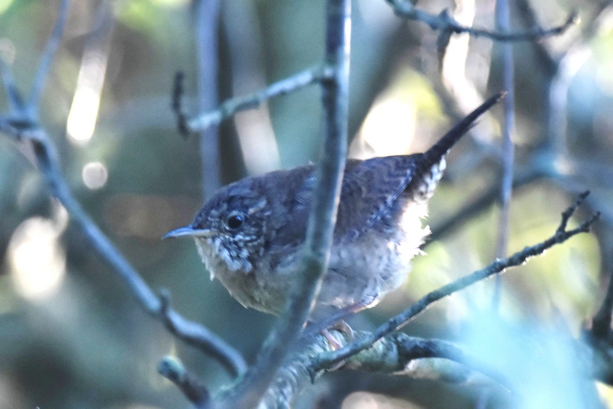 Northern House Wren - ML264270601