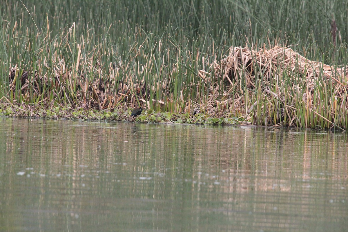 Purple Gallinule - ML264274641