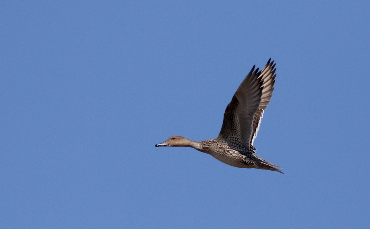 Northern Pintail - ML264276411