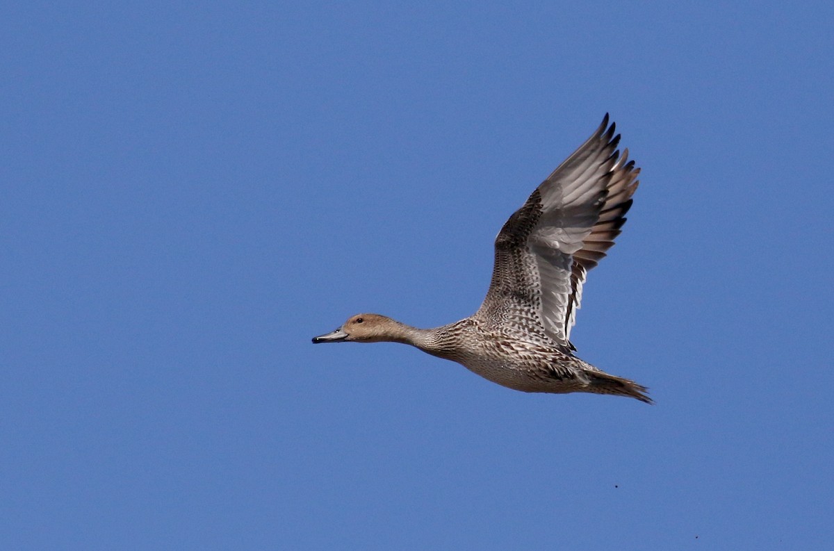 Northern Pintail - ML264276491