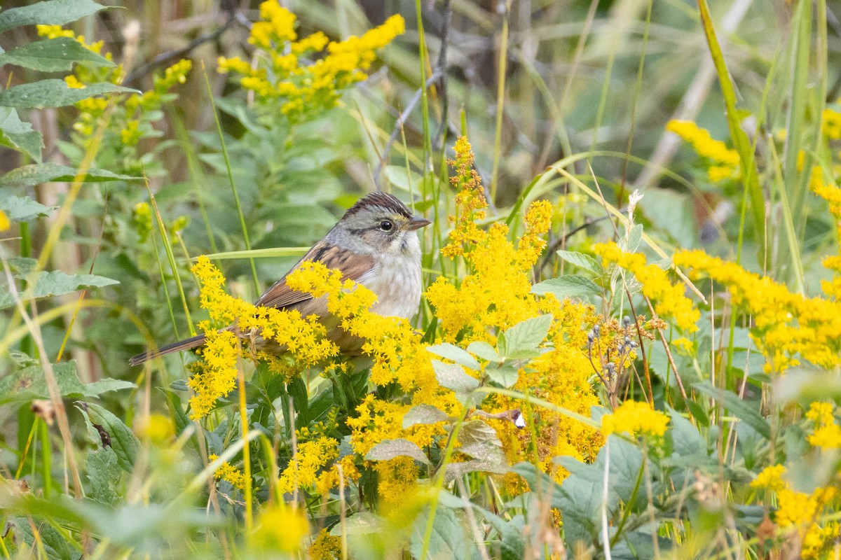 Swamp Sparrow - ML264280161