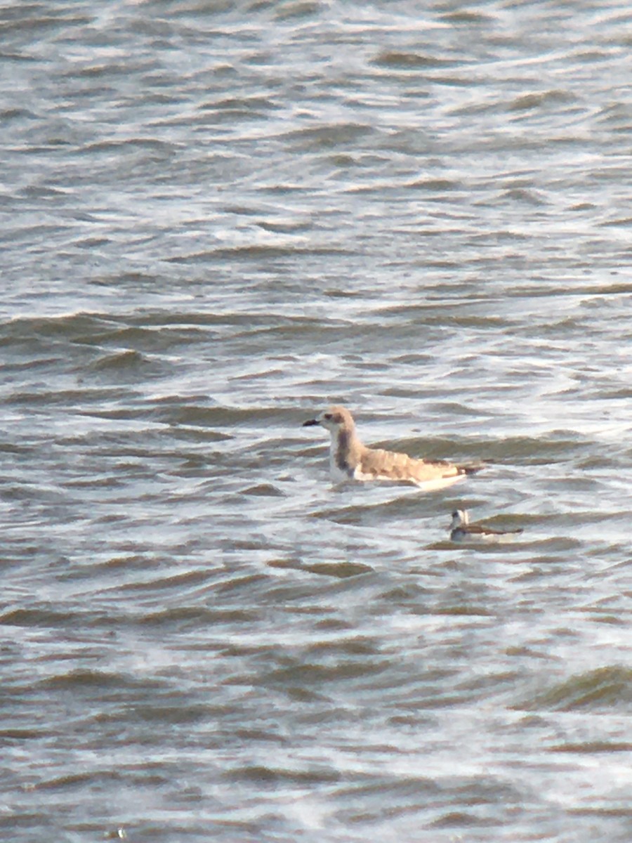 Mouette de Sabine - ML264284551