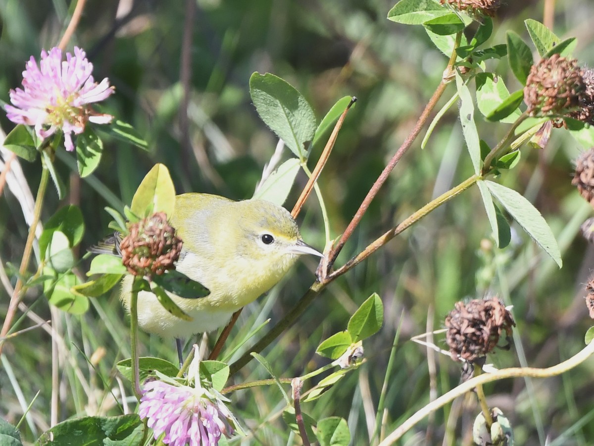 Tennessee Warbler - ML264284831