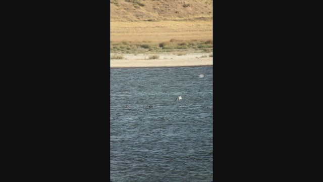 Mouette de Sabine - ML264285041