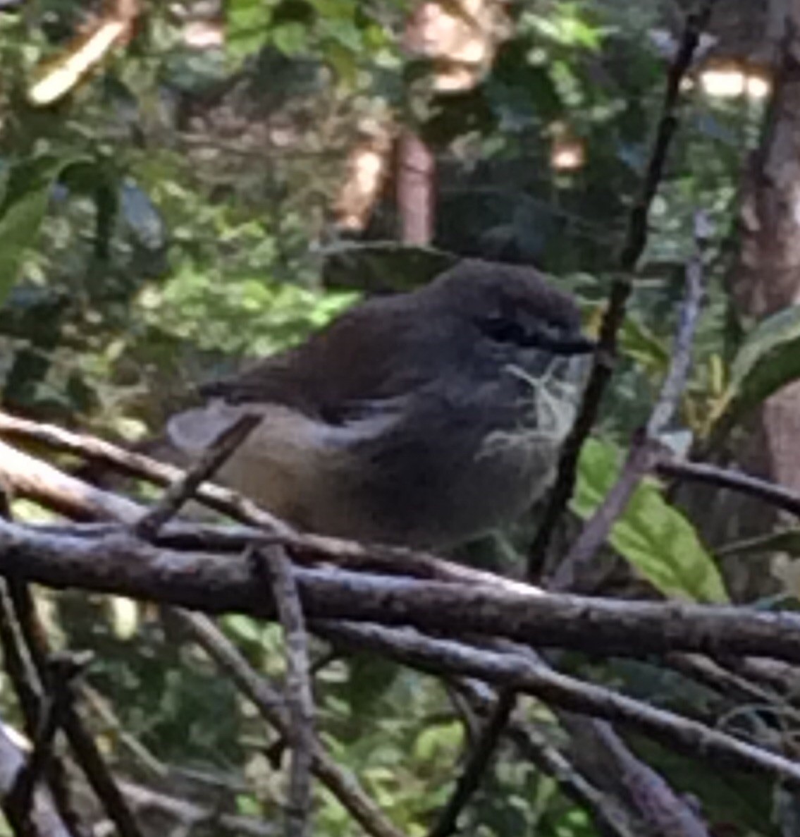 Brown Gerygone - ML26428561